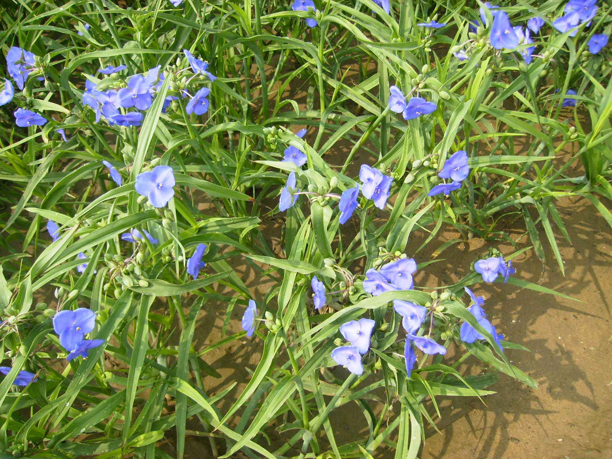 花多采 | 人称"鸭拓草"的可爱蓝色小花,你认得吗?