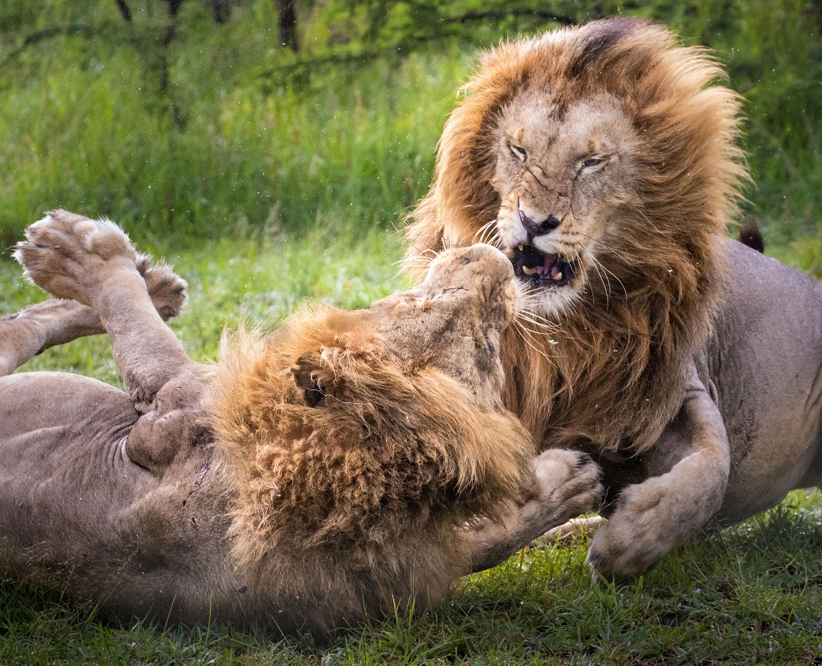 猛兽带娃也温柔！以色列动物园母狮叼幼崽亮相