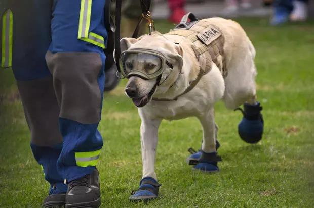 救过50多人的搜救犬退休，它的装备变成玩具，值得幸福的余生