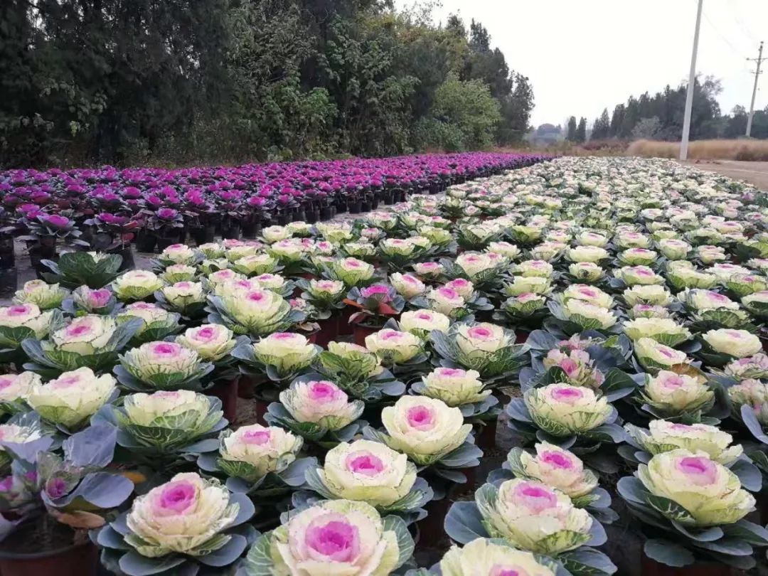 我们不一样矮化的切花类羽衣甘蓝真正让叶牡丹在这个冬季芳动全城