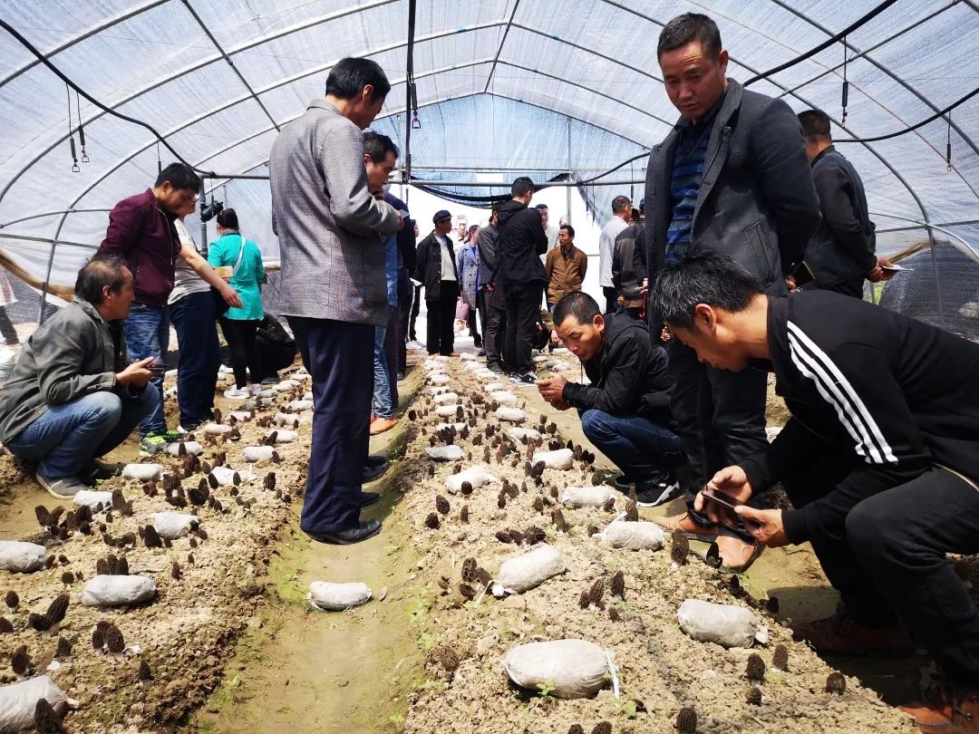 现在陈德成又在新建的羊肚菌菌种培育基地忙活了起来,培育菌丝,推广