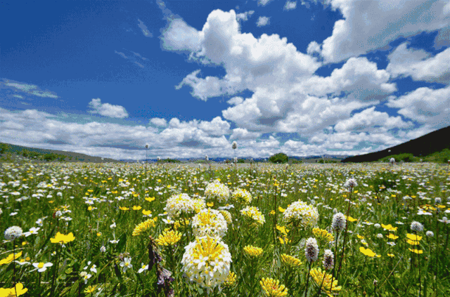 美食|地道内蒙古大餐来了!烤羊腿,烤全羊…带你一秒穿越到草原!