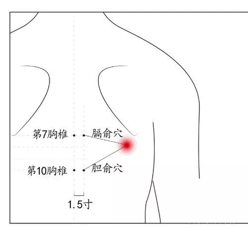 5寸处.胆俞穴位置