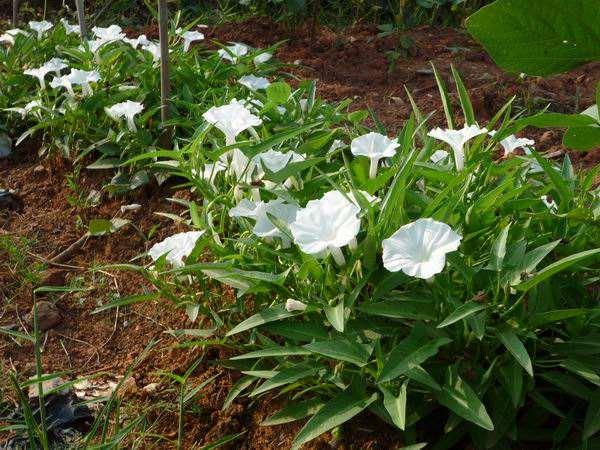 黎川水雍菜与普通空心菜区别