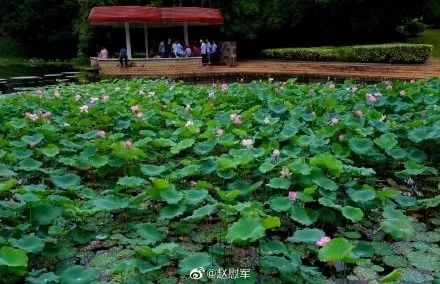 莲花公园又飘荷花香!厦门这些地方的荷花美到爆!周末走起