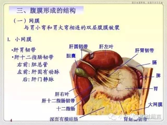 解剖包罗万象的腹膜腔你了解它吗
