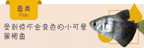 引人注目，好看又好吃的水中精灵——澳洲彩虹鱼