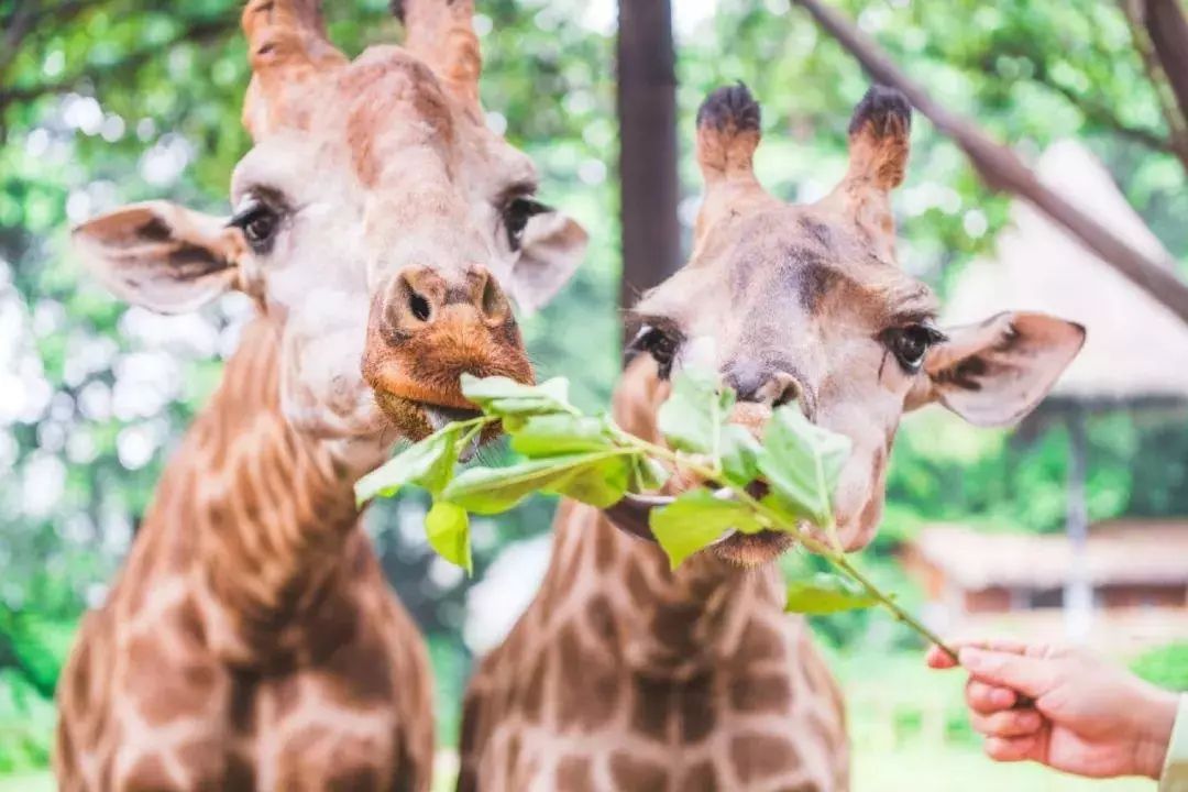 若是喜欢动物, 则可以pick 广州长隆野生动物世界, 体验铲屎官一日游