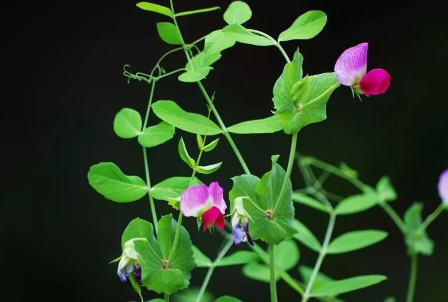 pisum sativum " 作为豆科豌豆属的一年生攀缘草本植物,花期6-7月