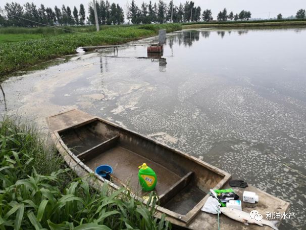 【淡水鱼专题】草鱼塘闷热天气倒藻,你知道吗?