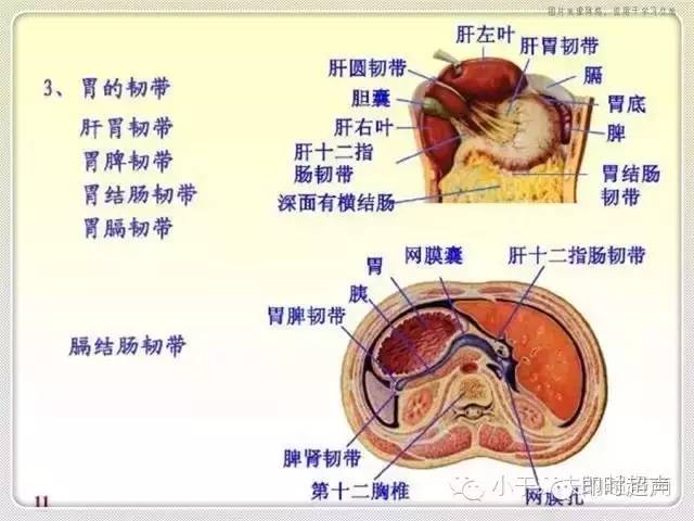 解剖包罗万象的腹膜腔你了解它吗