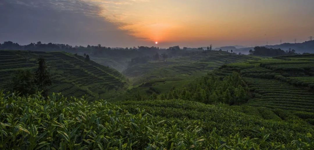 蒙顶山茶雅安藏茶品牌强度排名全国第三第六