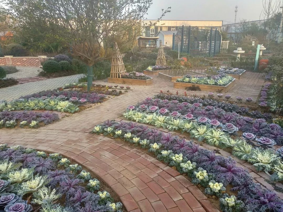 羽衣甘蓝造型花坛 清晨霜景 阳光开始洒满整个园