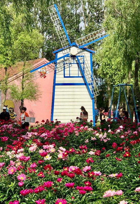 看花的市民,我们记得你(二)