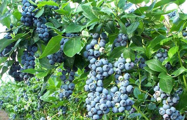 孕期吃蓝莓有啥好处 孕期可以吃蓝莓吗