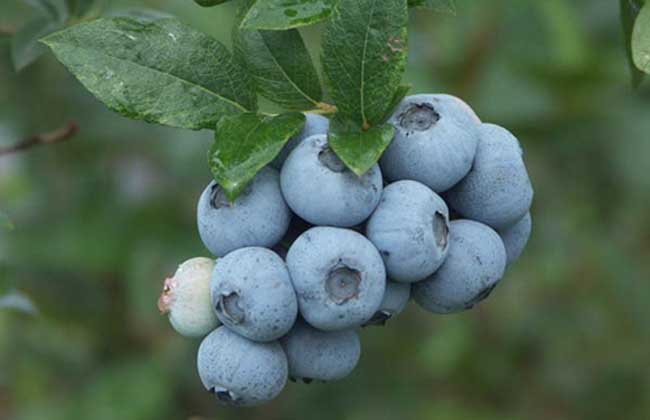 孕期吃蓝莓有啥好处 孕期可以吃蓝莓吗