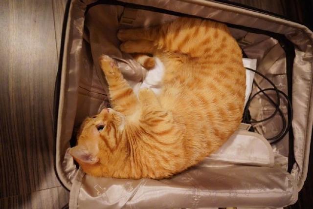 梦境解析，猫欲逃离与主人重逢的深层含义