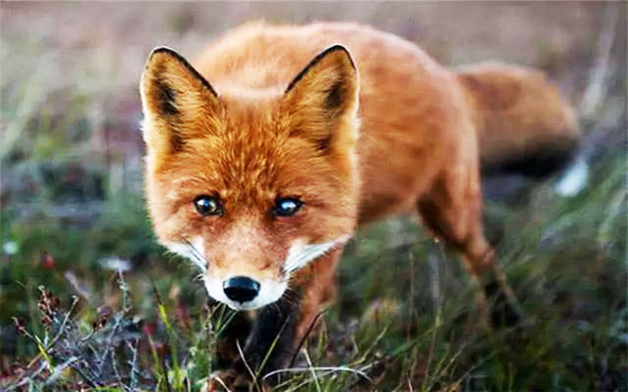 狐狸与美规摄影图片-狐狸与美规摄影作品-千库网