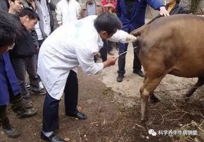 养母牛,必须掌握这些技术!非常关键!