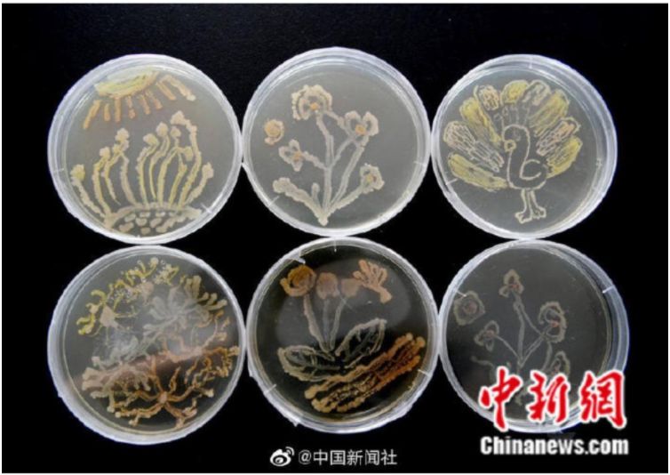 我校学子创意细菌画吸引众多媒体关注