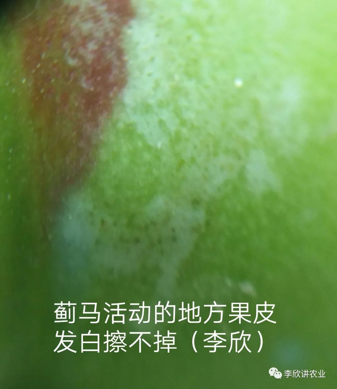 首先可以肯定不是白粉病,因为白斑不具备真菌性病害的症状.