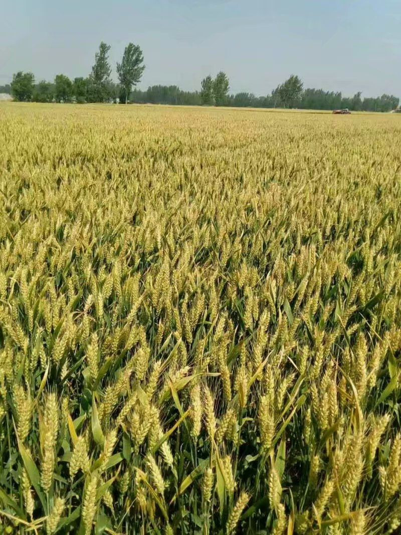 抗倒耐高温高产小麦品种百农207的审定公告和供应信息