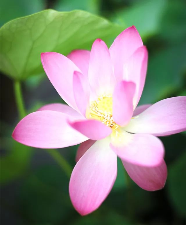 炎炎的夏日,满院荷花送来香气 青荷盖绿水,芙蓉披红鲜