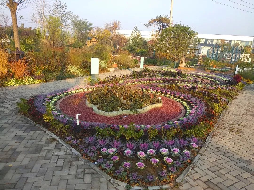 羽衣甘蓝造型花坛 清晨霜景 阳光开始洒满整个园