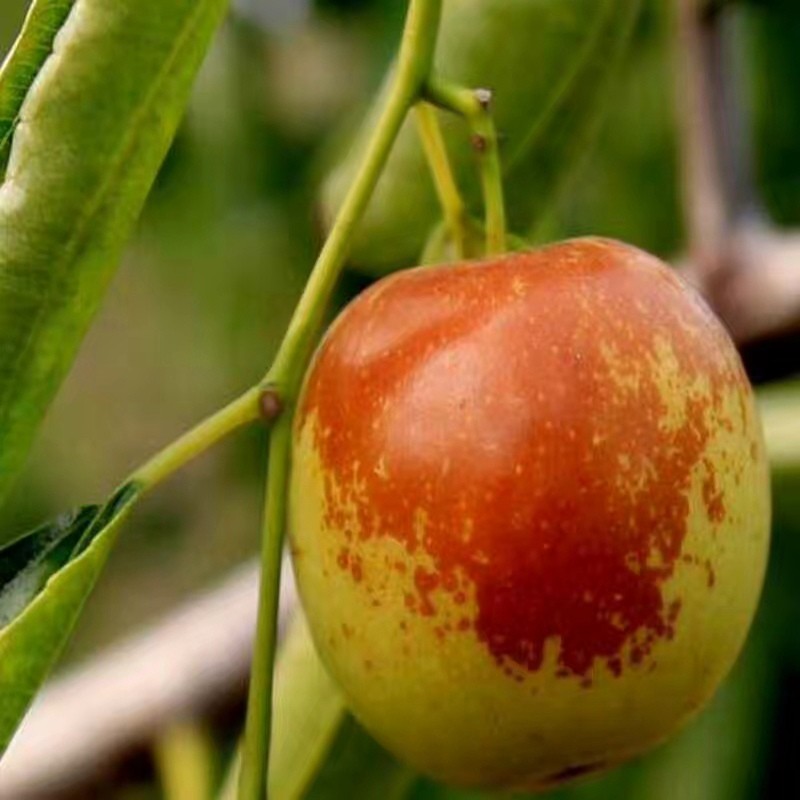 梦境的隐喻，解析梦见别人拎着枣和梨看我的深层含义