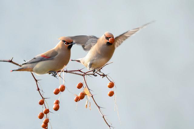 提升口才每日一句:太平本是将军定,不许将军见