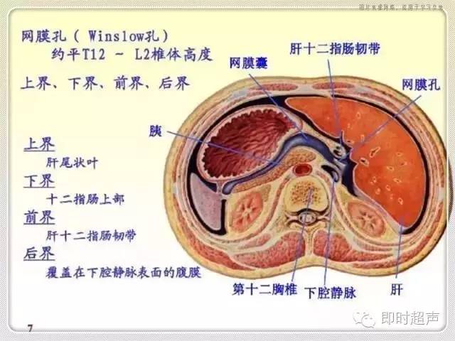 解剖包罗万象的腹膜腔你了解它吗