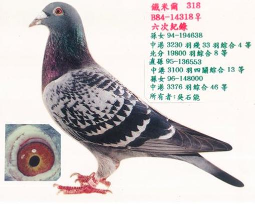 马克罗森斯的富流号及铁米尔号直女,大名鸽铁米尔号b80-61386灰雄