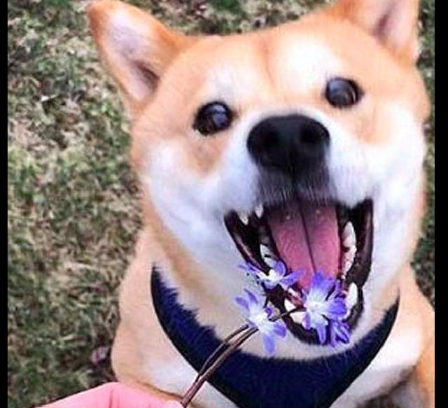 主人拾了一朵紫色花，柴犬過來就張開嘴巴要吃，憨狗子啊！ 寵物 第2張