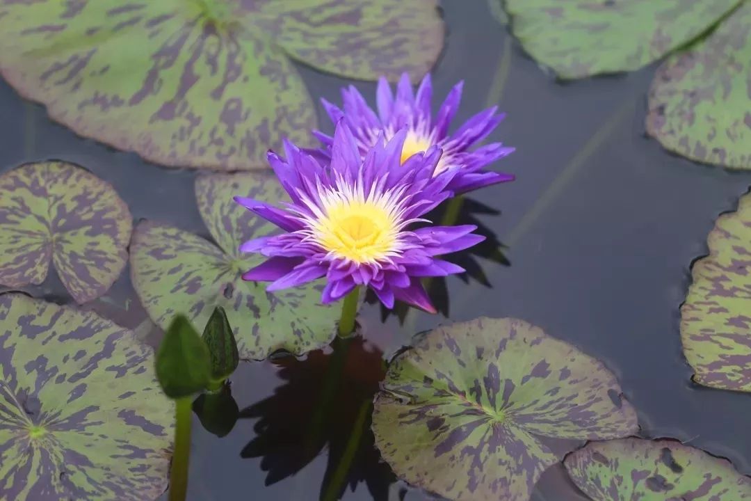 猗园花事这十大荷花睡莲获奖品种亮相第七届上海荷花睡莲展醉了整个