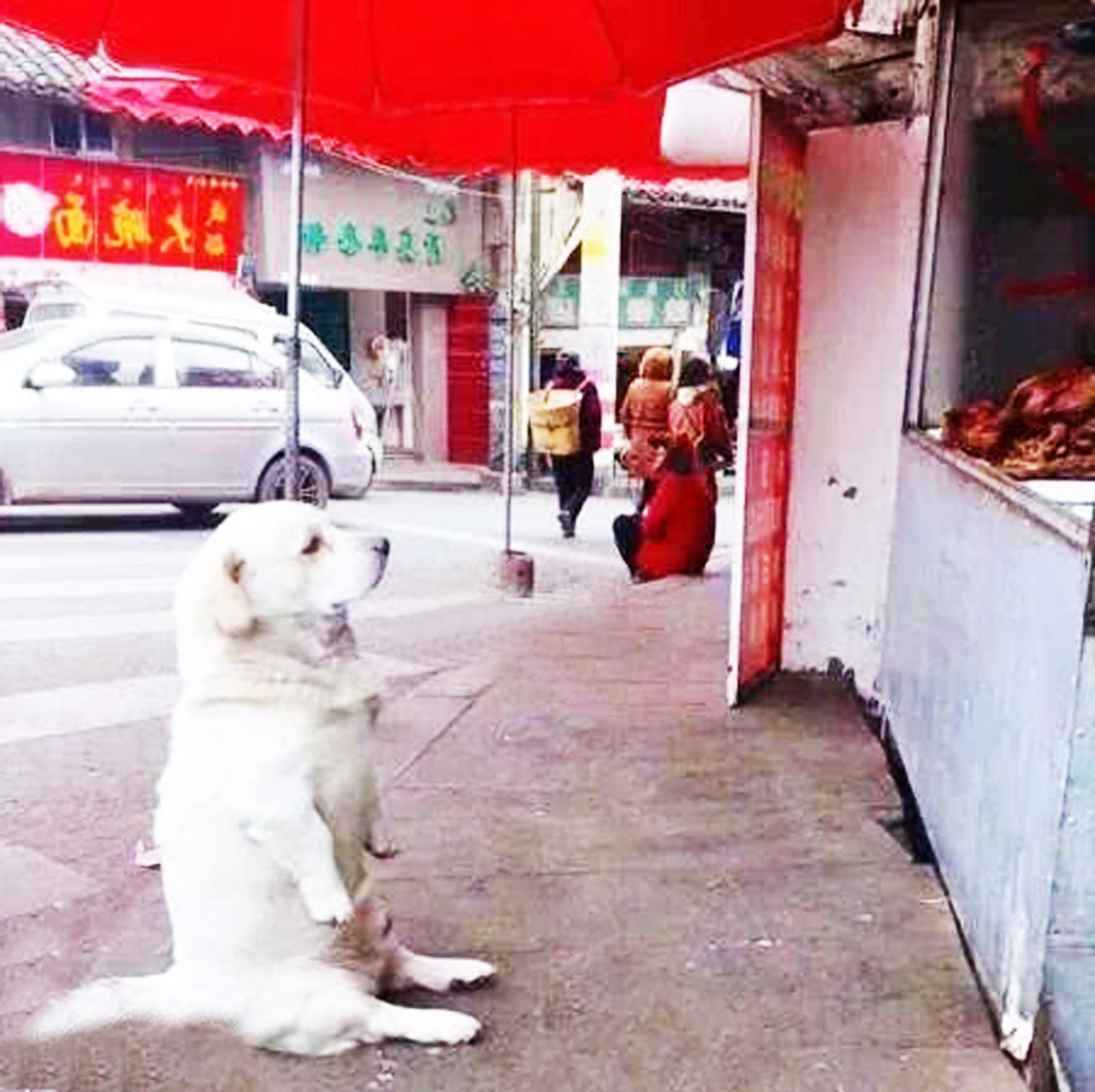 "乞丐狗"傻傻地坐在烧鸡店门口,不吵也不闹,一直整整持续7天