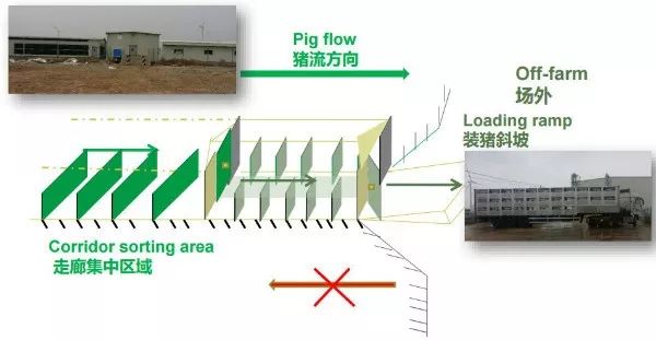 建立售猪中转站是非瘟防控的重要措施