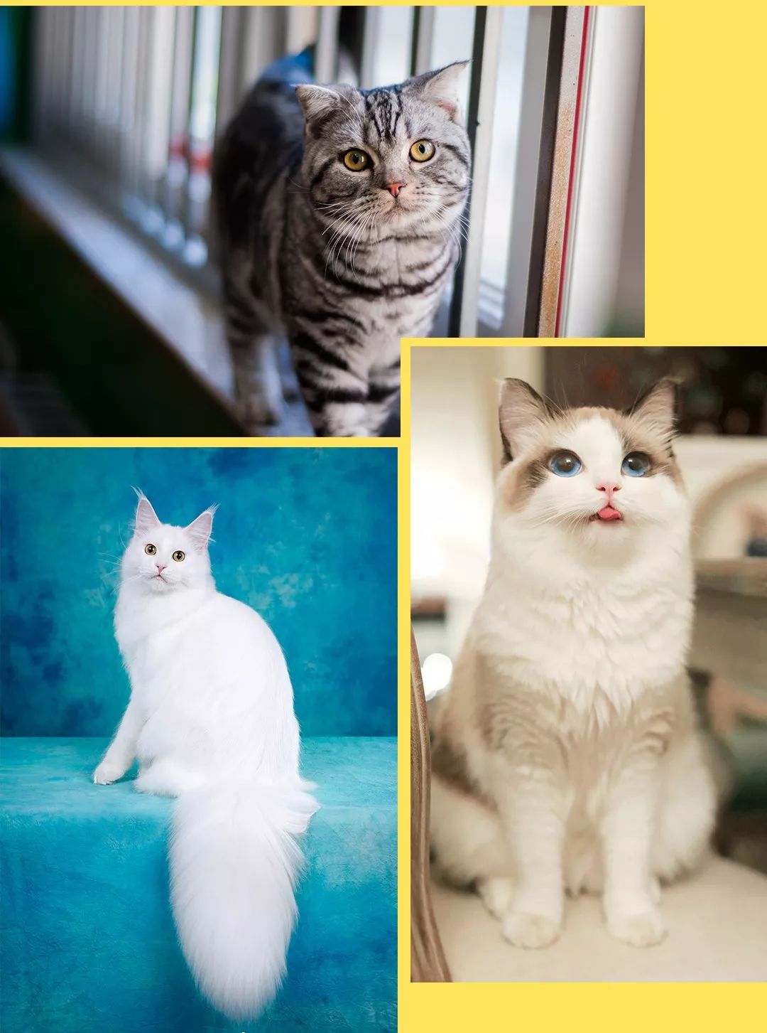 巧虎亲子乐园,uca国际萌猫汇,真人夹娃娃…巨巨巨好玩!