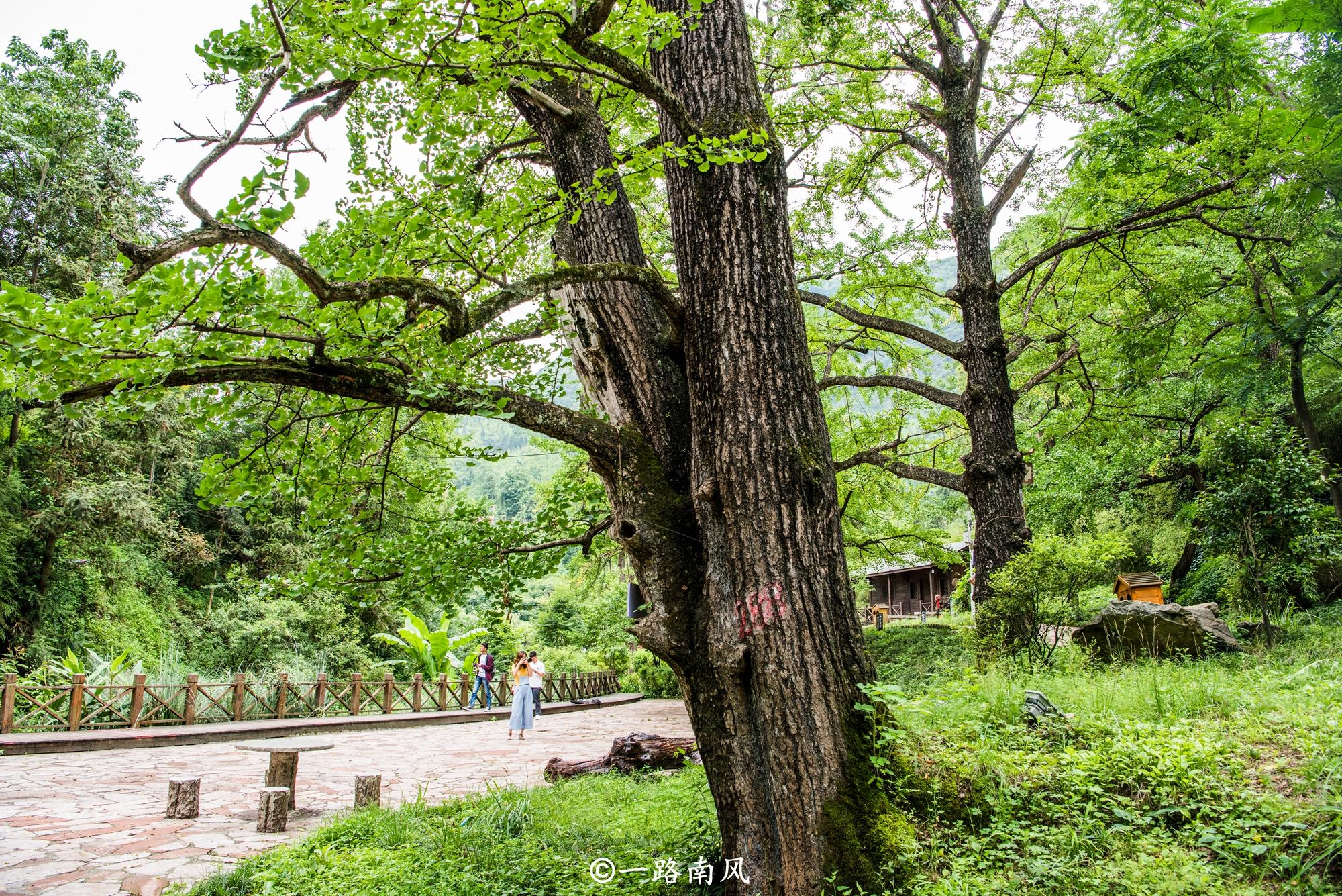 原创1500岁的银杏树你见过没有?就在贵州六盘水,景色美得像画!