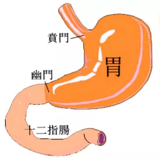 得过胃病的人都知道那不是个愉快的经历,染上幽门螺旋杆菌虽然开始几