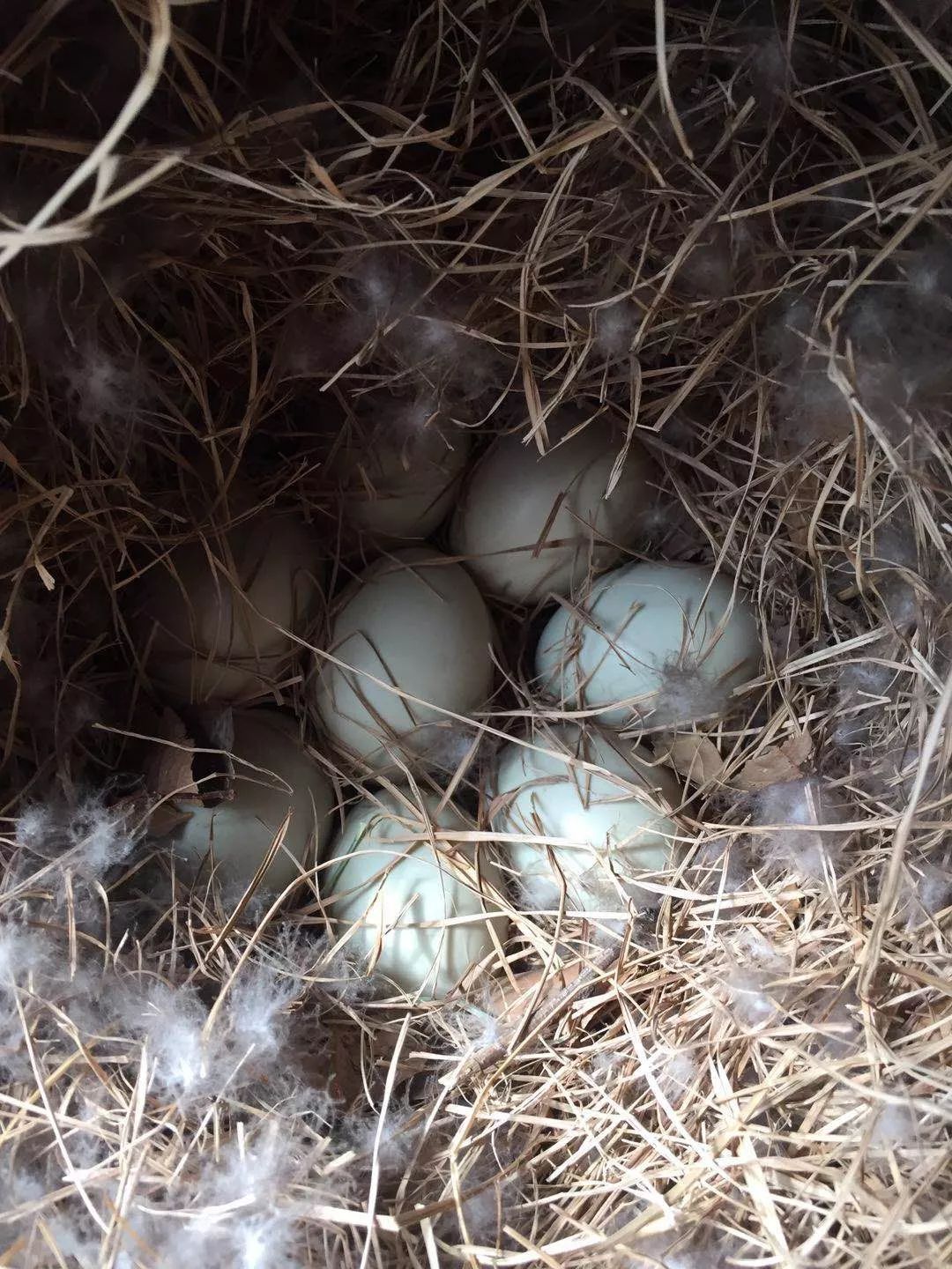 报喜!人民日报社金台园小湖里定居的一对野鸭夫妻生了8个宝宝(蛋)!