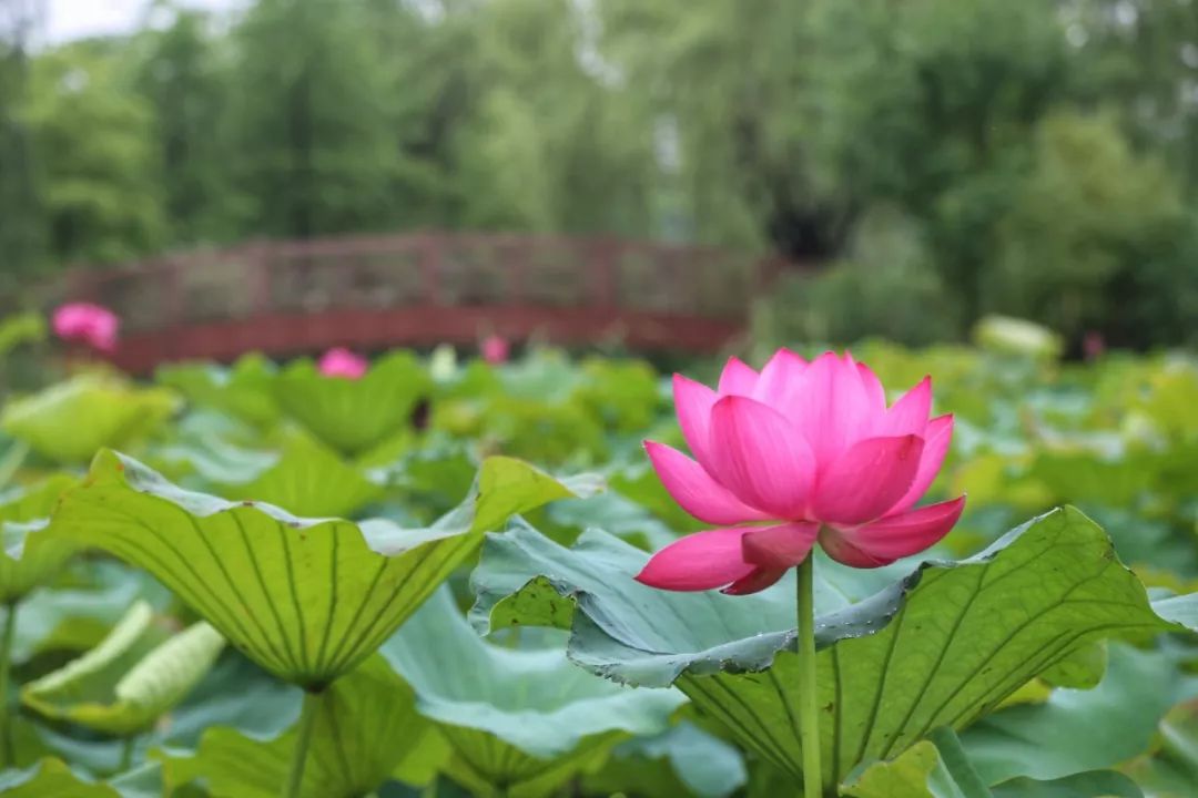 【转载】花讯 | 顾村公园荷花进入观赏期,粉的娇艳,白