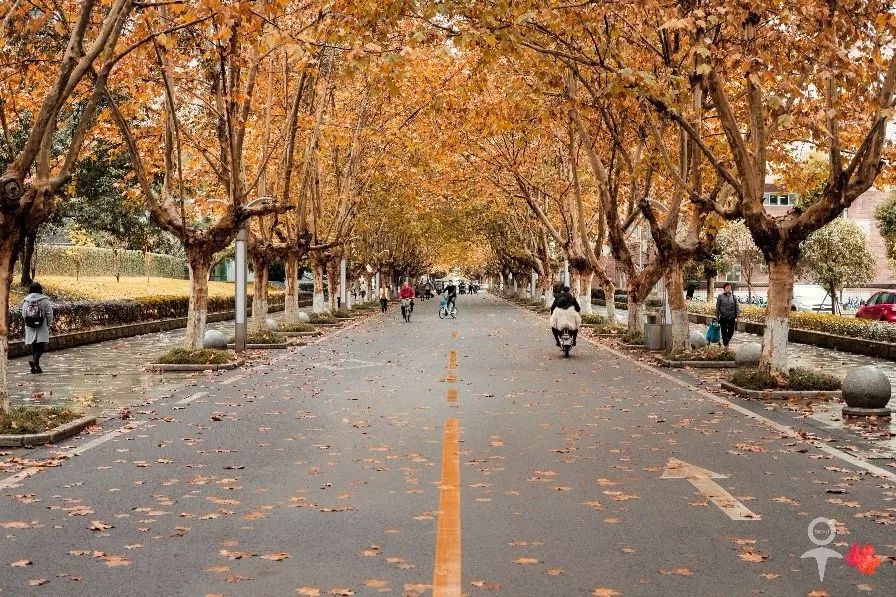 和你走过林荫小道, 去老板山看一次暮景; 在梧桐大道捡一片红叶