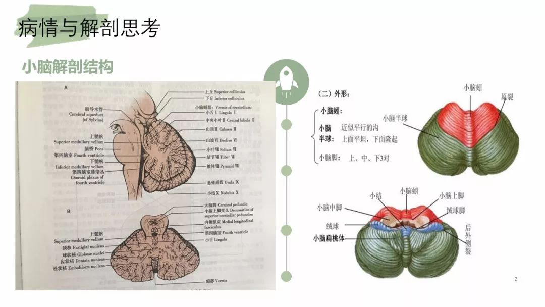 小脑中有几个起关键作用的核团,齿状核,栓状核,球核和顶核.