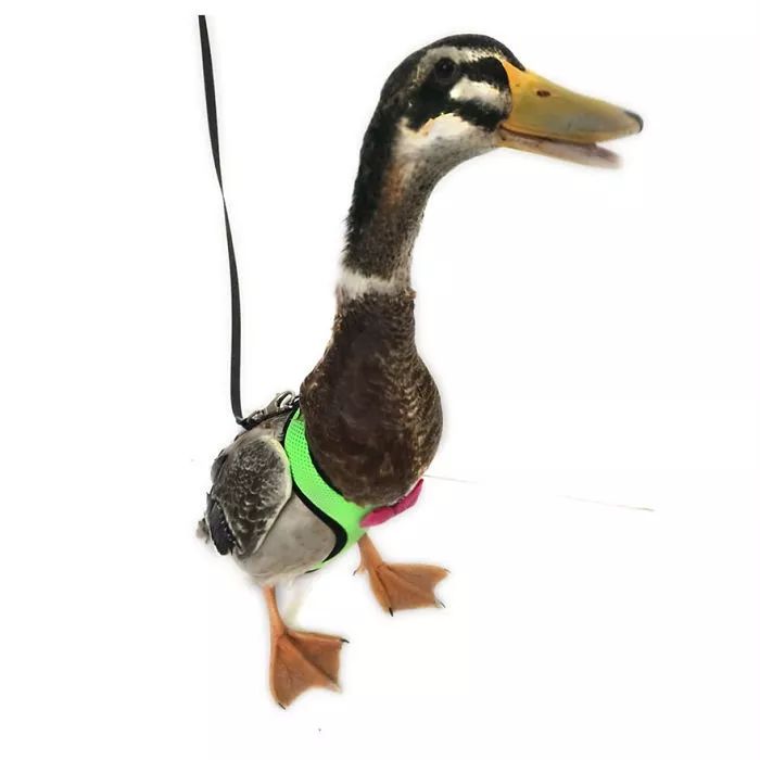 多少斤算大公鸡 8ad16c7ac6e94190afe910171f3af4ea.jpeg