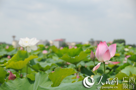 张芳)6月29日,庆祝新中国成立70周年"荷美覃塘"第六届荷花节在