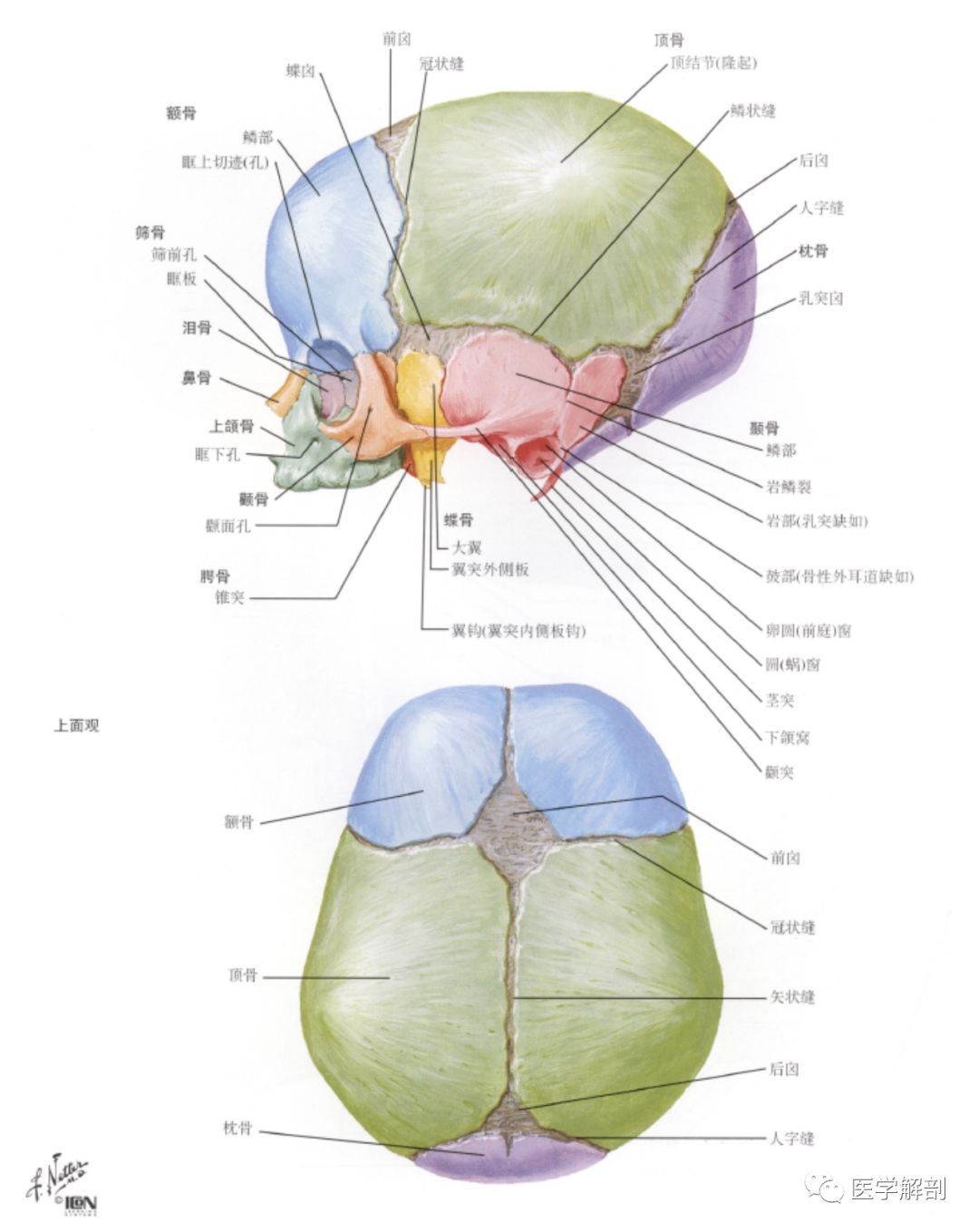 中颅凹交界处;人字缝冠状缝前为额骨,人字缝后为枕骨,两缝之间为顶骨