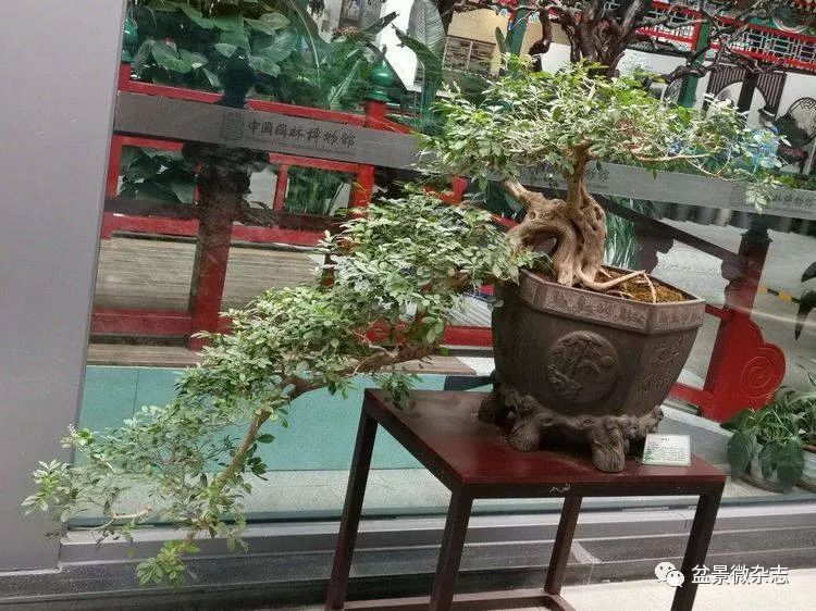 九里香盆景
