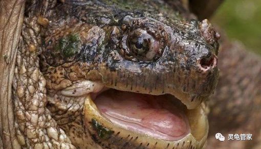 乌龟的舌头应该都见过吧