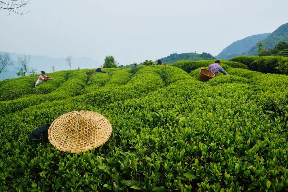诗意中国19|且将新火试新茶,诗酒趁年华