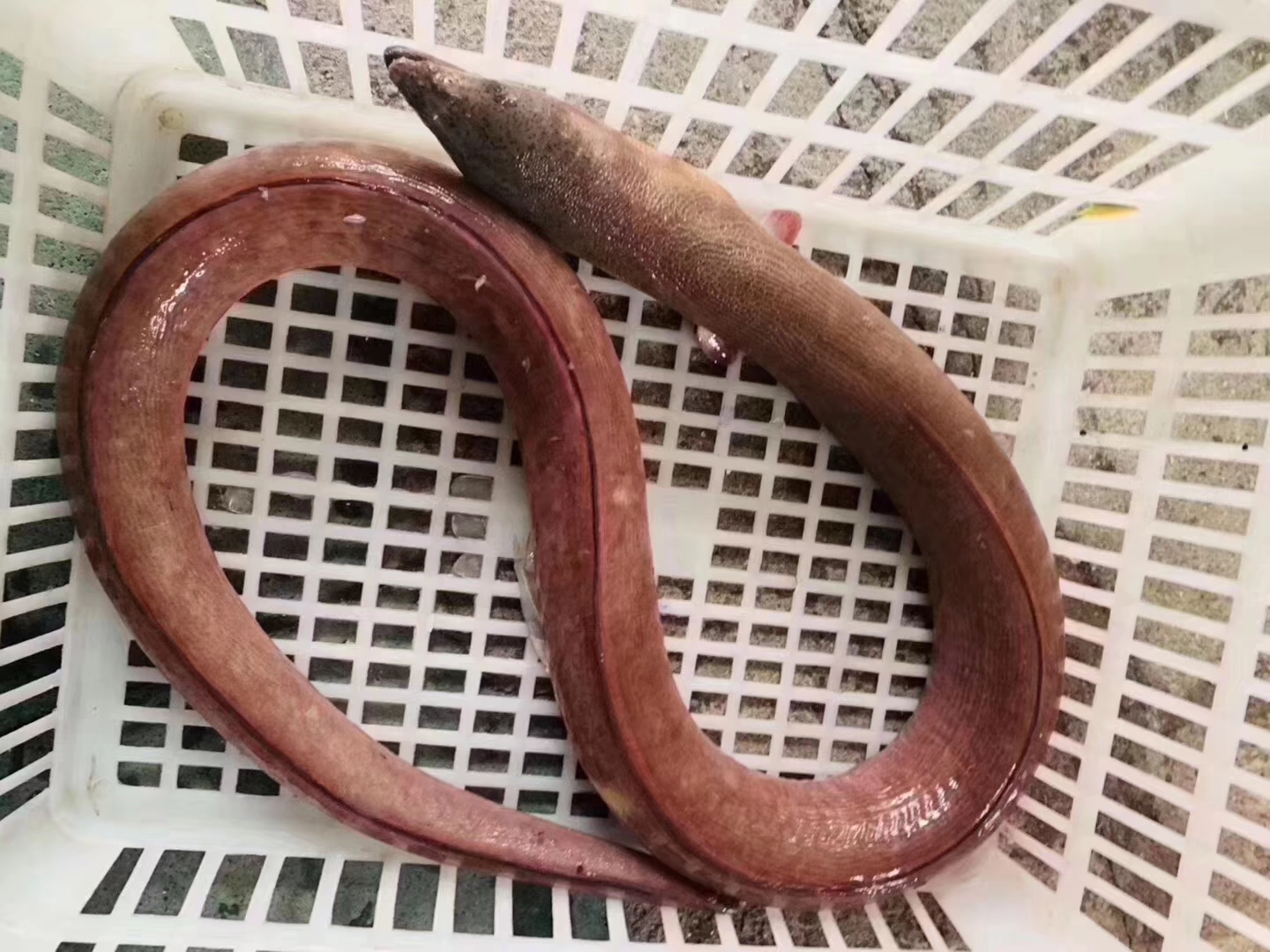 土龙是什么土龙它的学名叫波露豆齿蛇鳗是很好的滋养补品